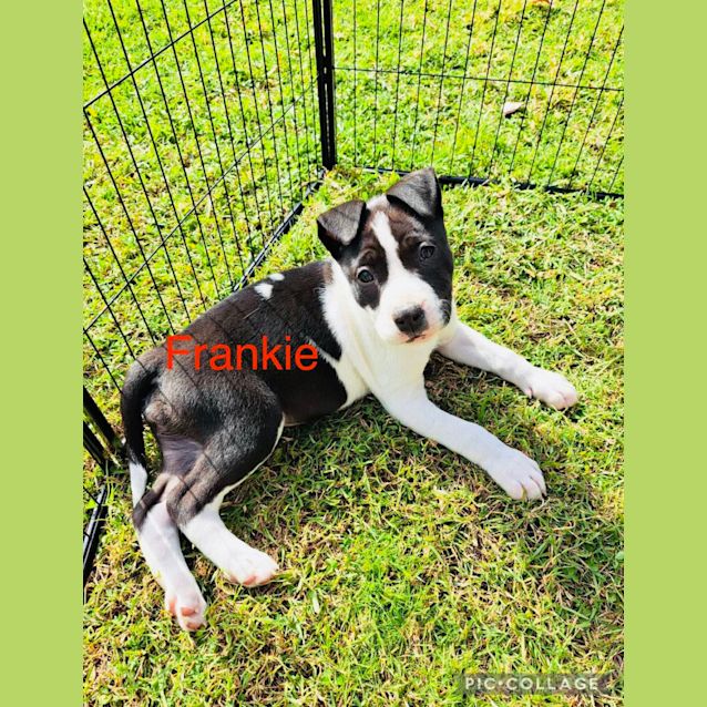 Photo of Frankie