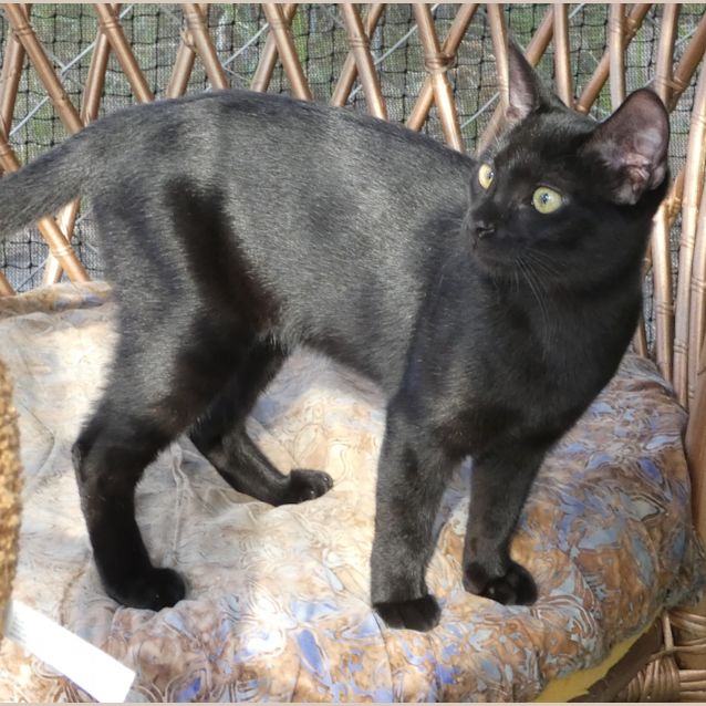 Photo of Espresso