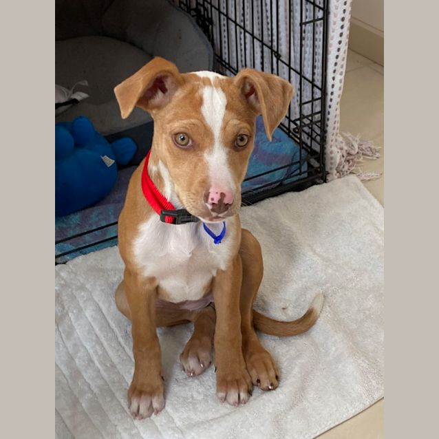 Photo of Hopper   4 Month Old Mixed Breed (Trial)