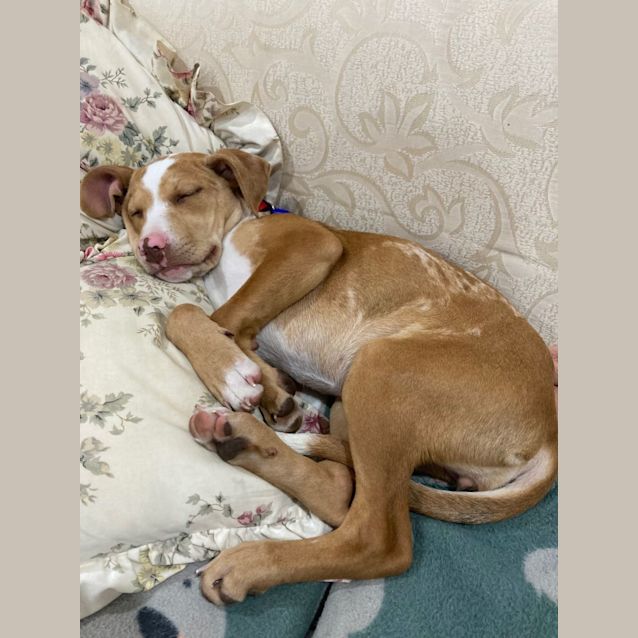 Photo of Hopper   4 Month Old Mixed Breed (Trial)