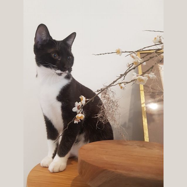 Photo of Bonsai