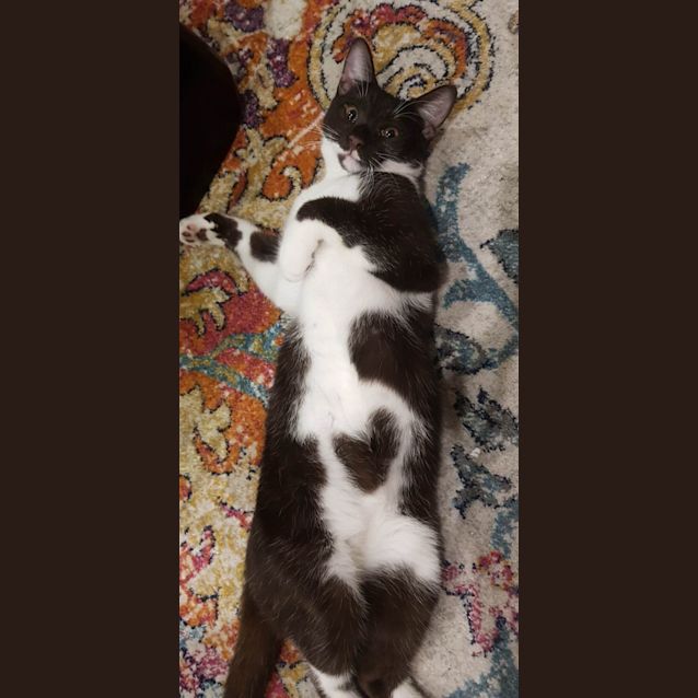 Photo of Bonsai