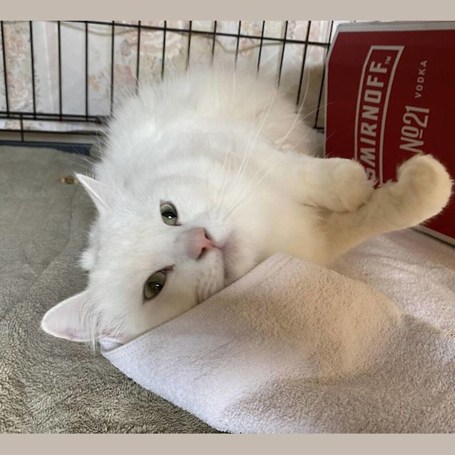 Photo of Nimbus