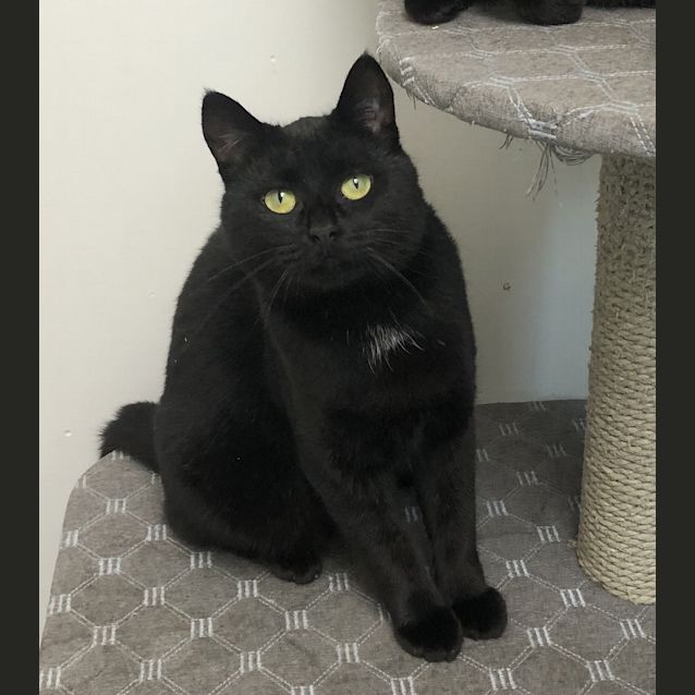 Photo of Dahlia