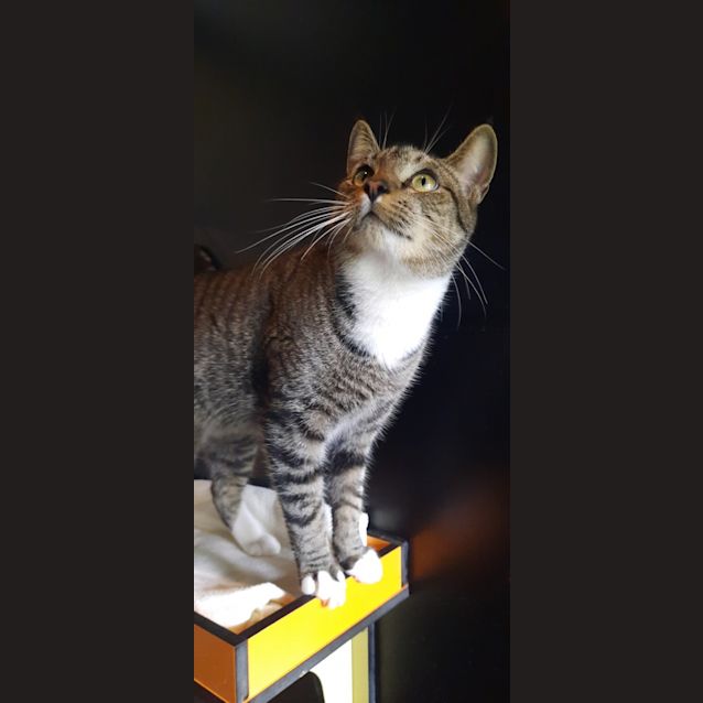 Photo of Tiger