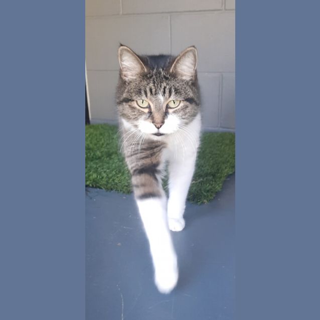 Photo of Pixie