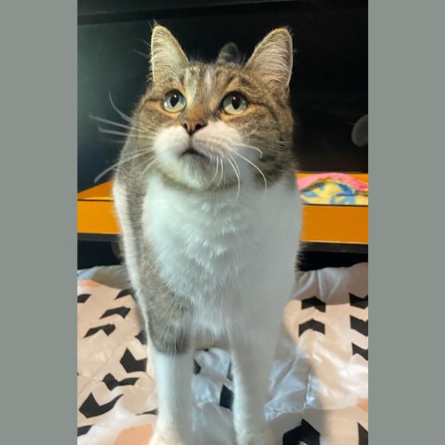 Photo of Pixie
