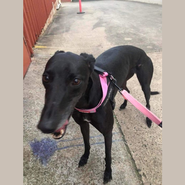 Photo of Stella