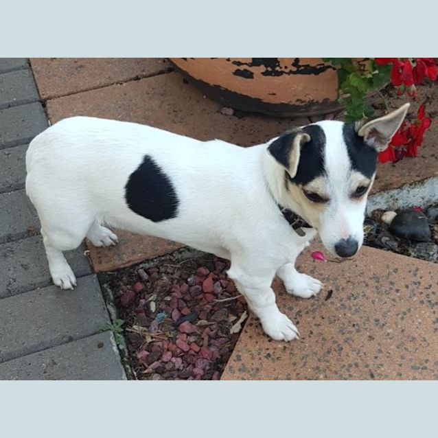 Photo of Buddy