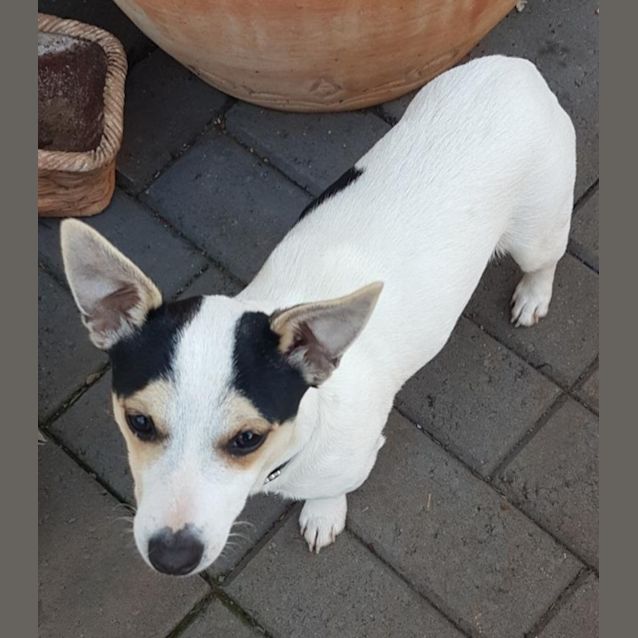Photo of Buddy