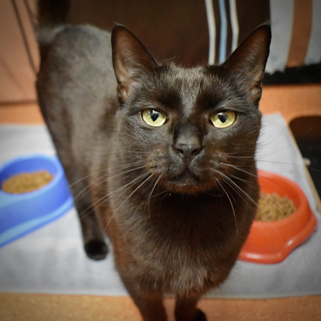 Photo of Nyx