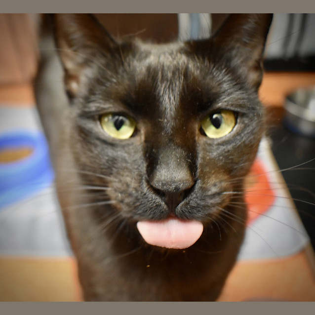 Photo of Nyx