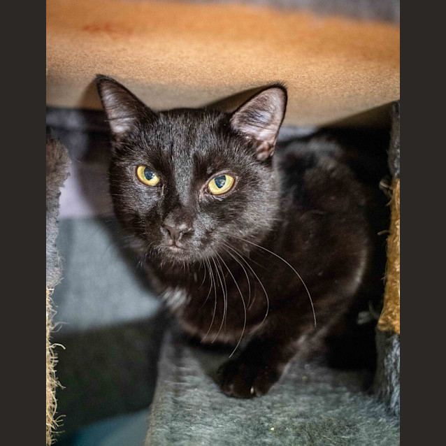 Photo of Nyx