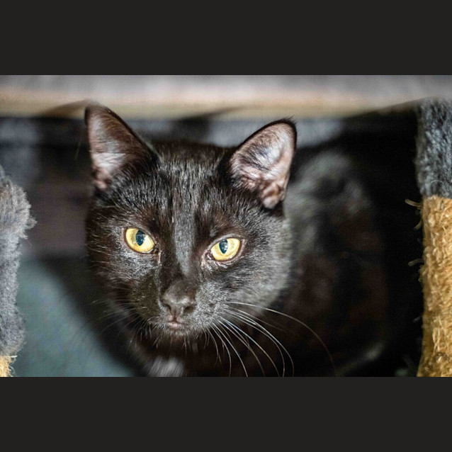 Photo of Nyx