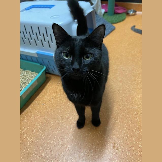 Photo of Nyx