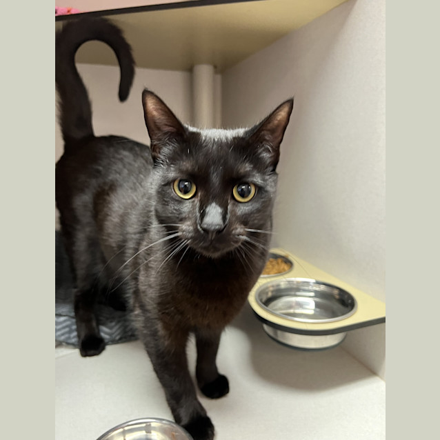 Photo of Nyx