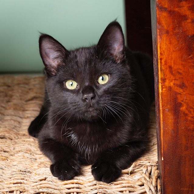 Photo of Waggle