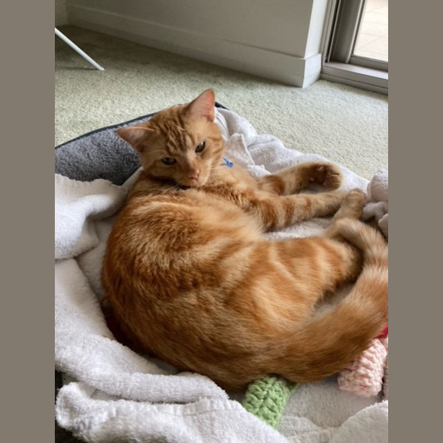 Photo of Mango