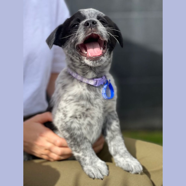 Photo of Ebony   8 Week Old Cattle Dog X (Trial)