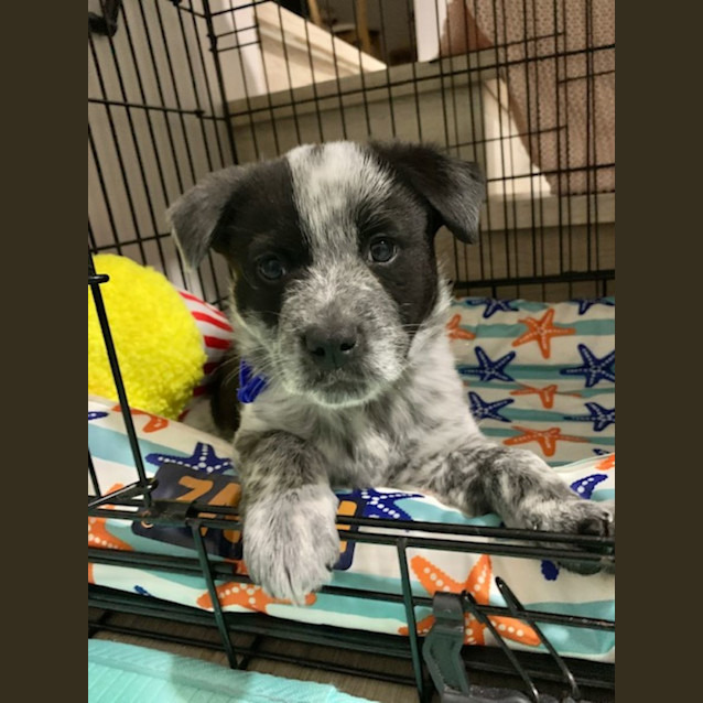 Photo of Ebony   8 Week Old Cattle Dog X (Trial)