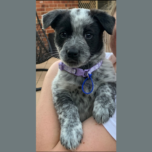 Photo of Ebony   8 Week Old Cattle Dog X (Trial)