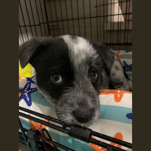 Photo of Ebony   8 Week Old Cattle Dog X (Trial)