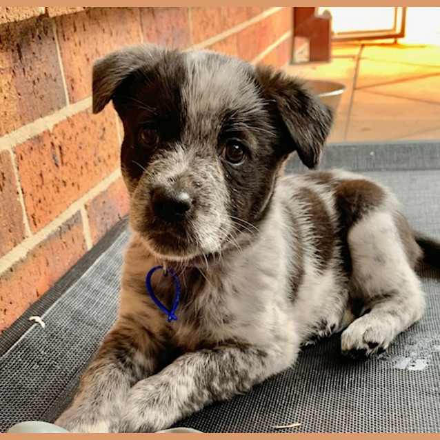 Photo of Ebony   8 Week Old Cattle Dog X (Trial)