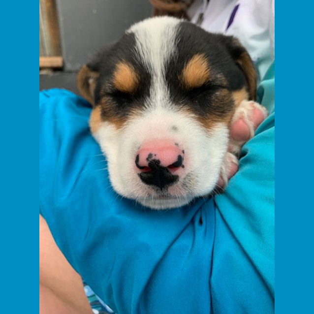 Photo of Clover   8 Week Old Cattle Dog X (Trial)