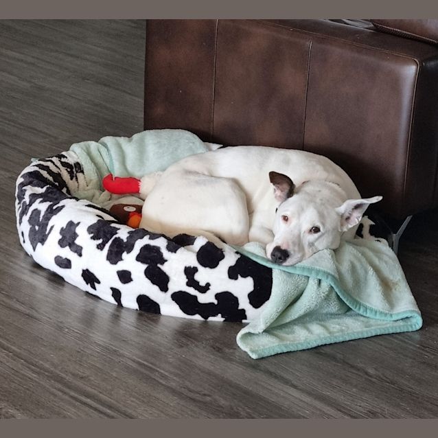 Photo of Toby