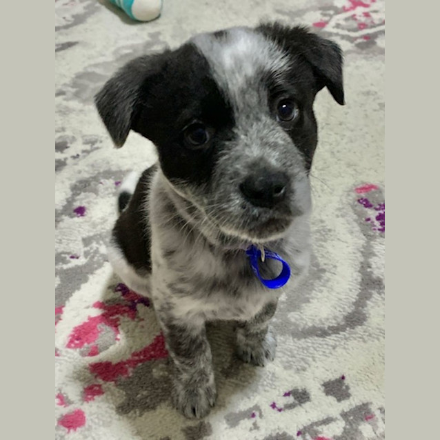 Photo of Ebony   8 Week Old Cattle Dog X (Trial)