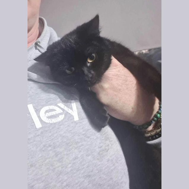Photo of Bagheera