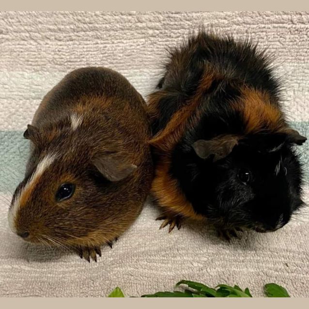 Photo of Skye & Bobbin