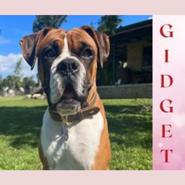 Photo of Gidget