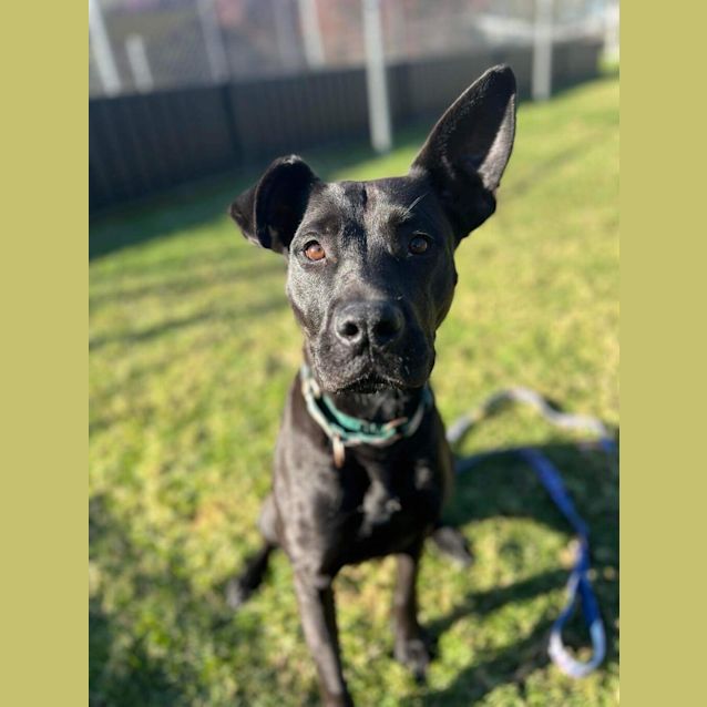 Photo of Sadie