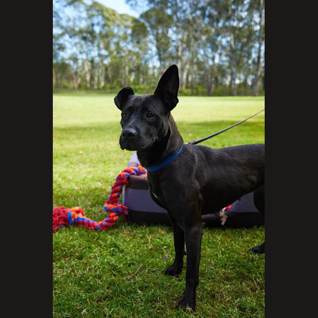 Photo of Sadie