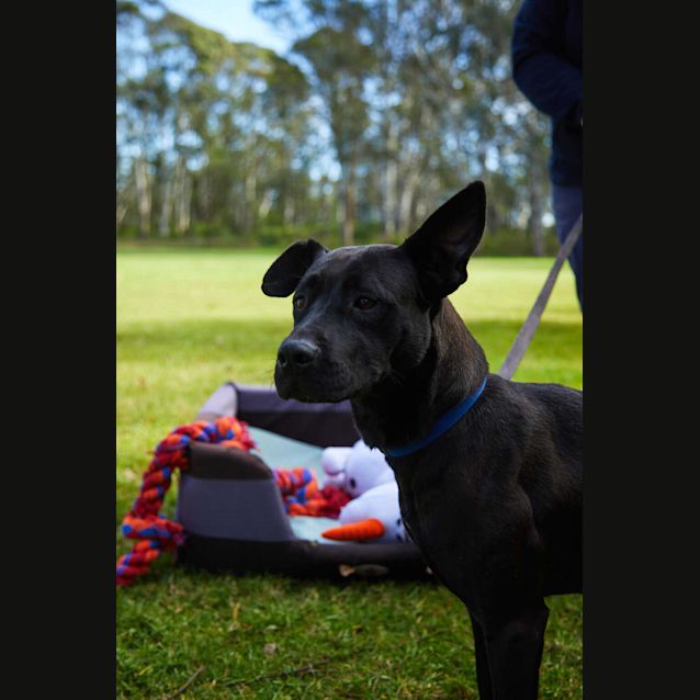 Photo of Sadie