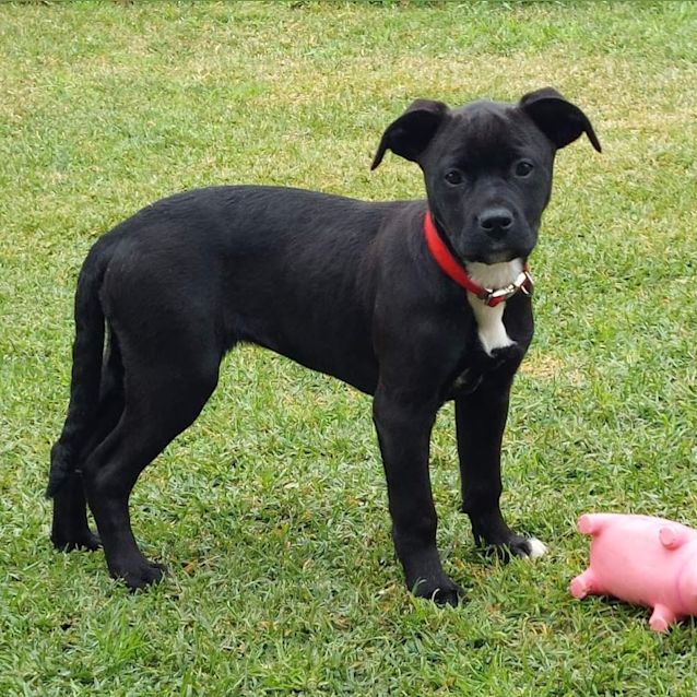 Photo of Dopey