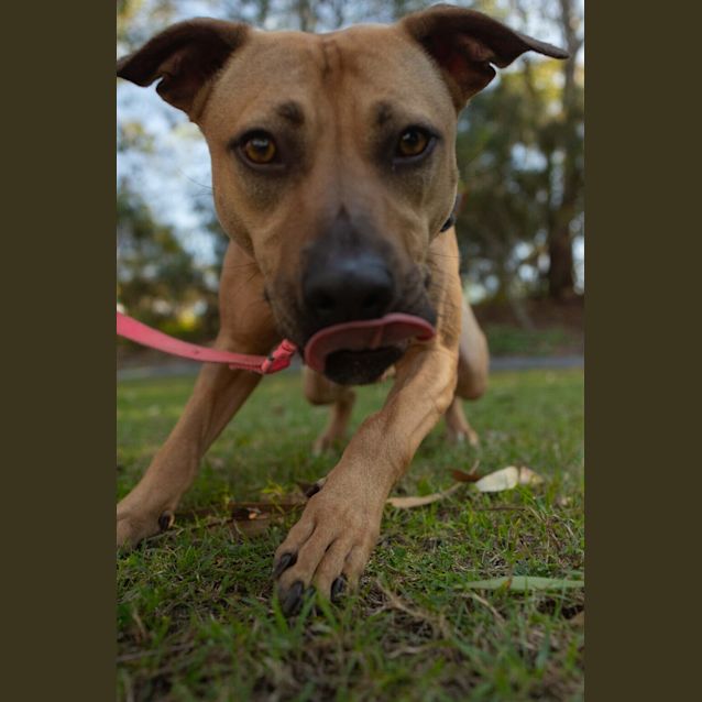 Photo of Coco