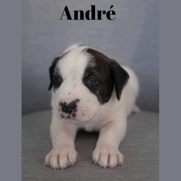 Photo of Andre (Green)