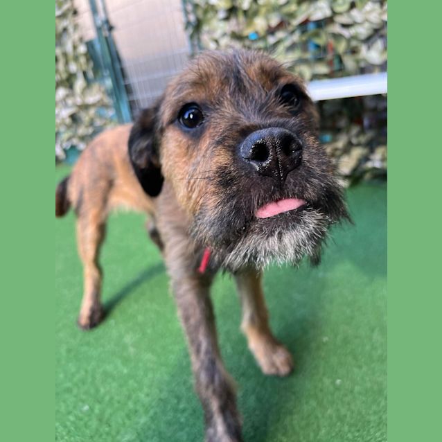 Photo of Pepper