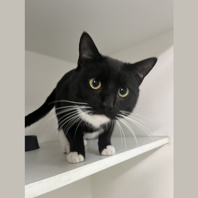Photo of Romeo