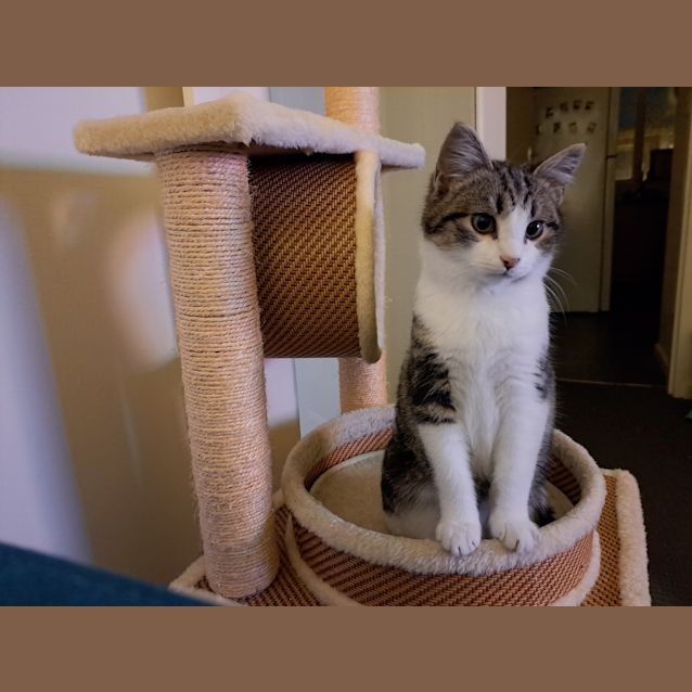 Photo of Custard