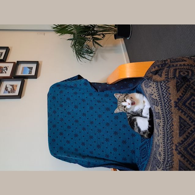 Photo of Custard