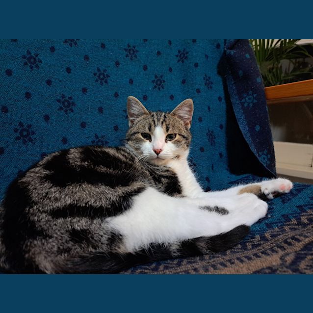 Photo of Custard
