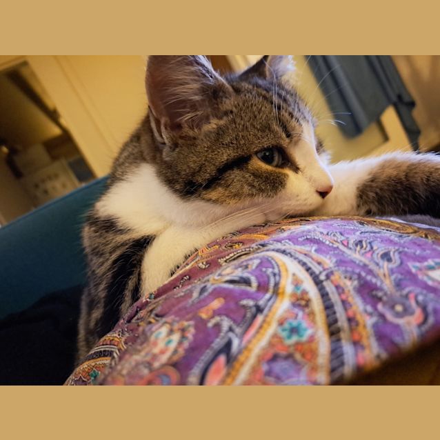 Photo of Custard