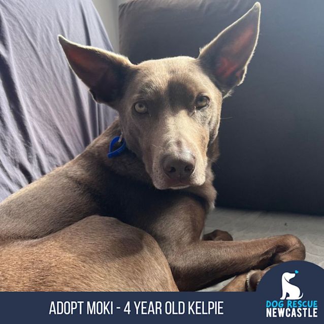Photo of Moki   4 Year Old Kelpie (On Trial 26/8/23)