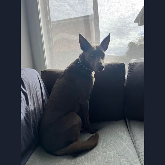 Photo of Moki   4 Year Old Kelpie (On Trial 26/8/23)