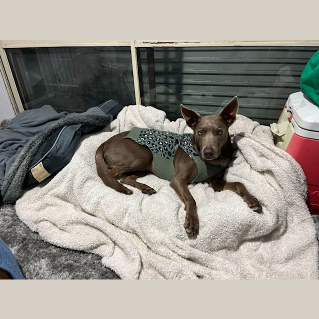 Photo of Moki   4 Year Old Kelpie (On Trial 26/8/23)