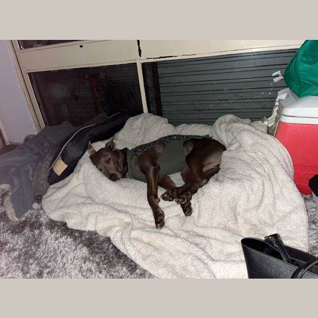 Photo of Moki   4 Year Old Kelpie (On Trial 26/8/23)