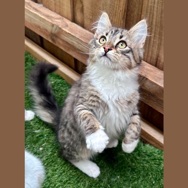 Photo of Toastie